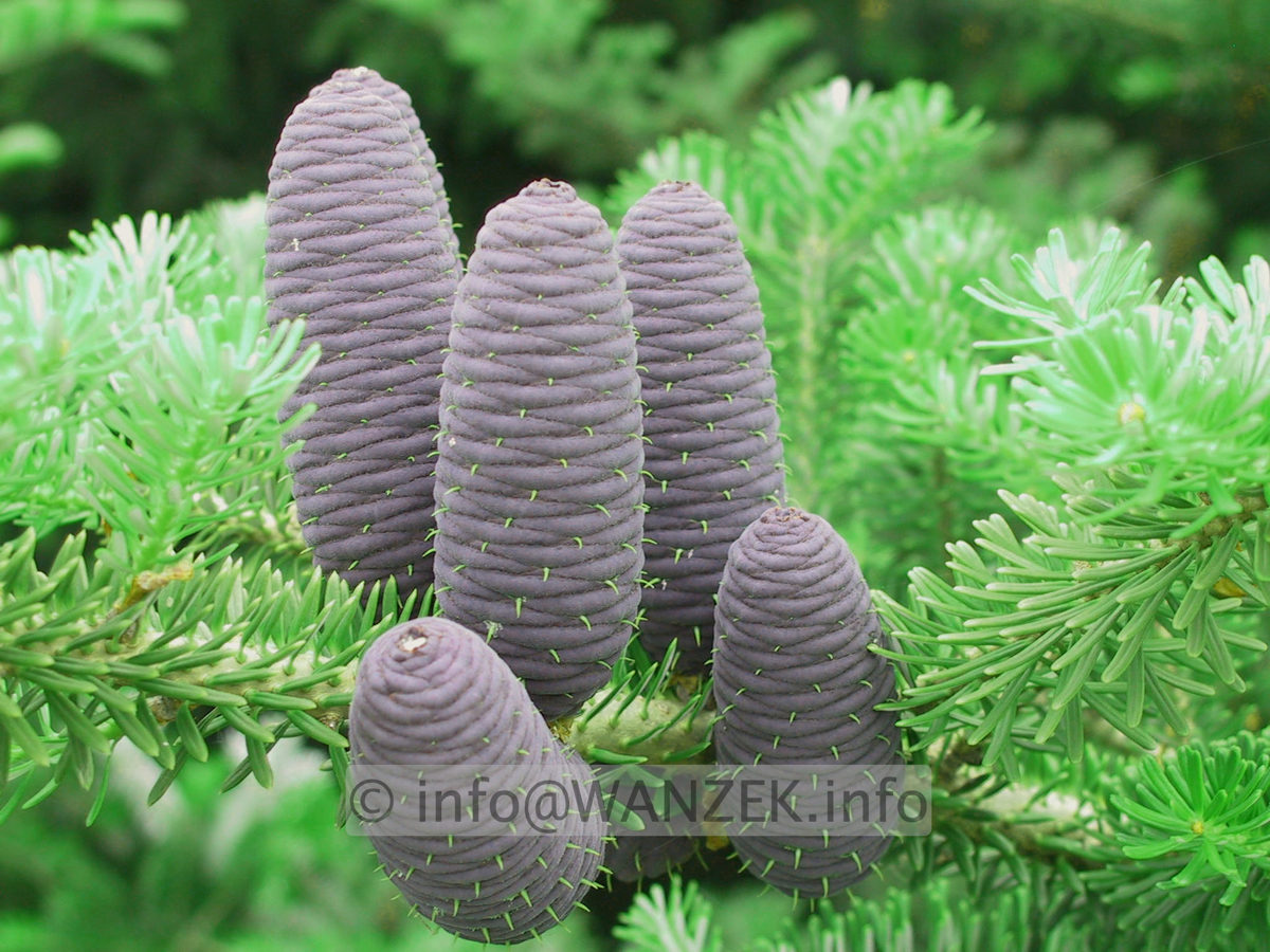Abies koreana - Zapfen.jpg